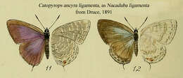 صورة Catopyrops ancyra (C. Felder 1860)