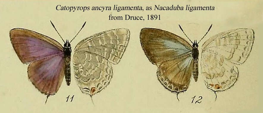 صورة Catopyrops ancyra (C. Felder 1860)