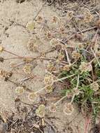 Image of San Francisco spineflower