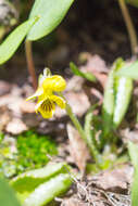 Image of roundleaf yellow violet