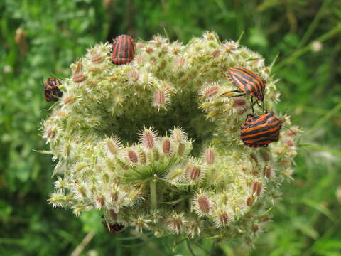 Image of <i>Graphosoma italicum</i>