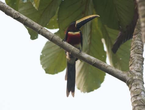 Image of Eastern Red-necked Araçari