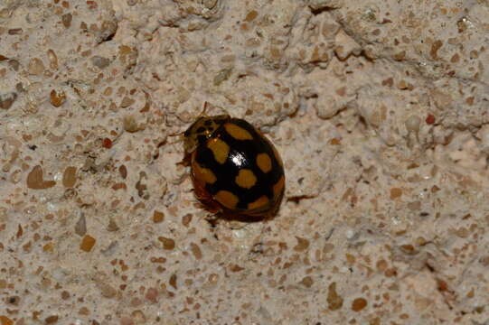 صورة Adalia decempunctata (Linnaeus 1758)