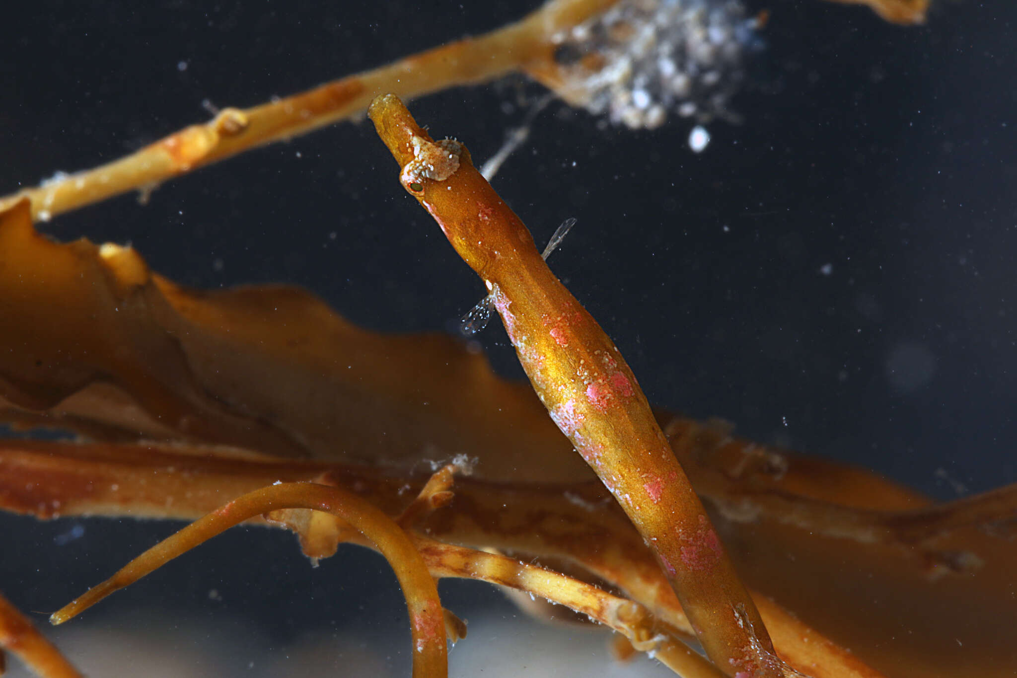 Image of Prophet&#39;s pipefish