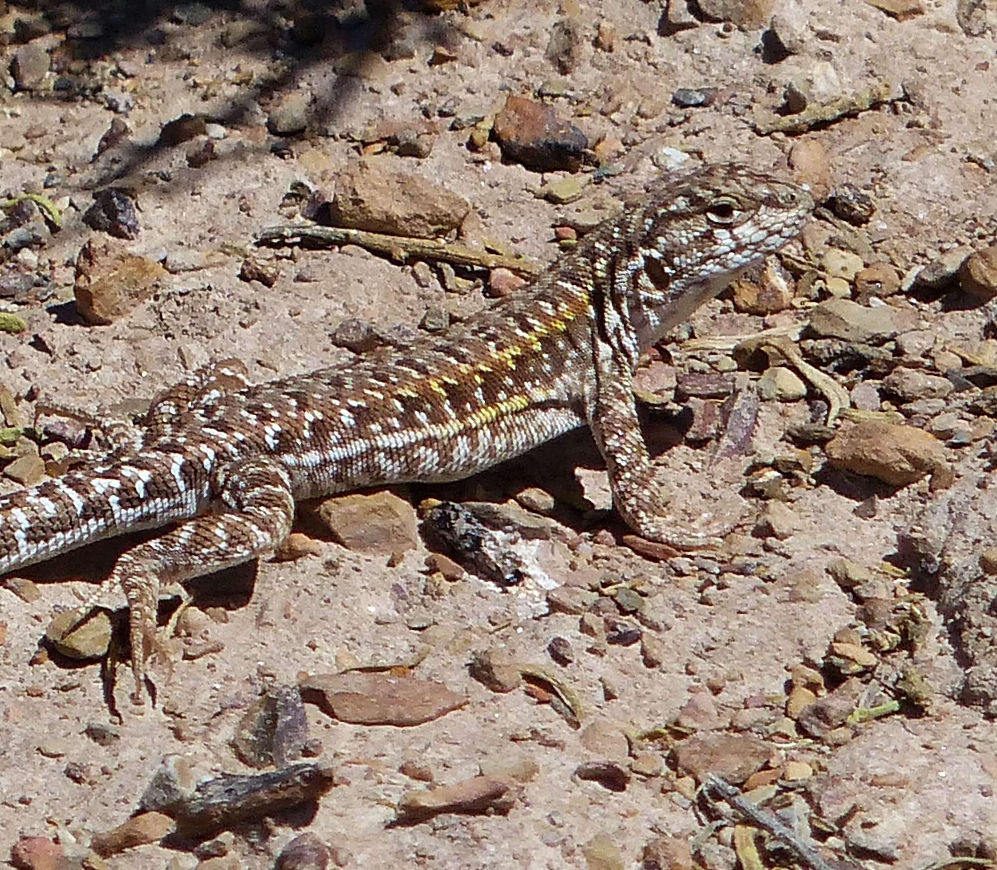 Image de Liolaemus ornatus Koslowsky 1898