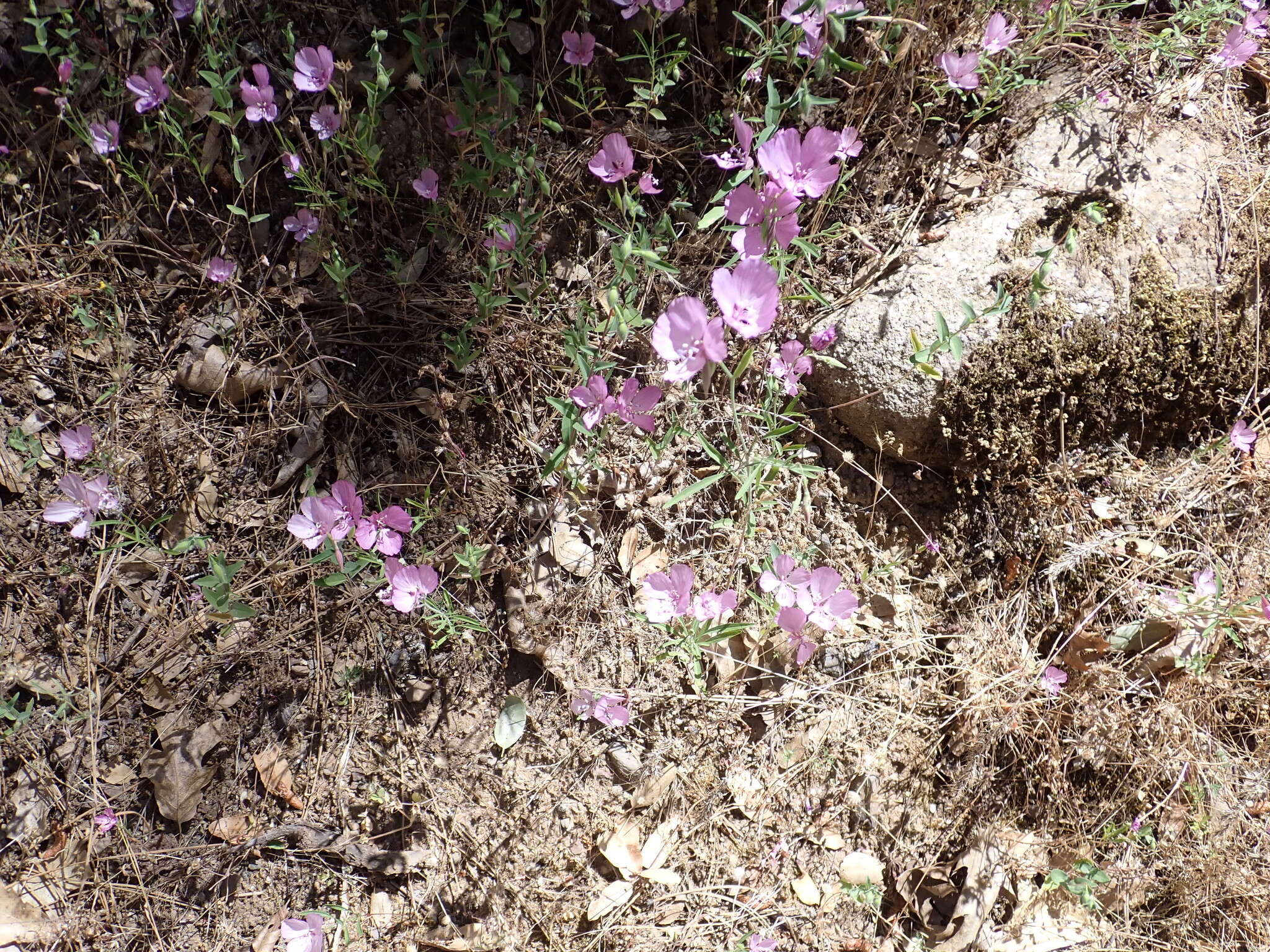 Image of Dudley's clarkia