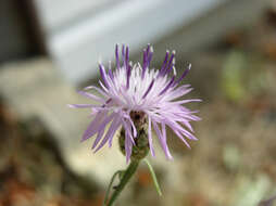 Image of spotted knapweed