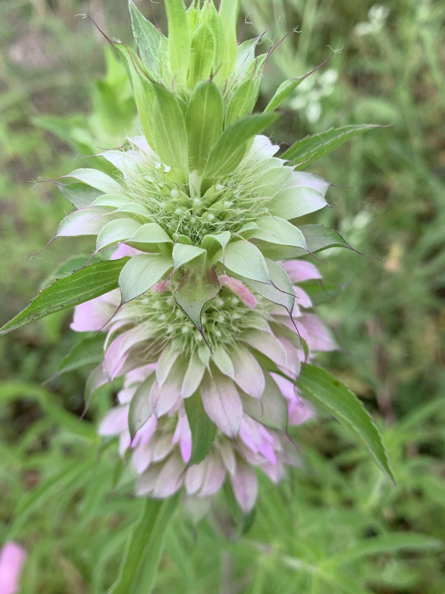 Monarda citriodora var. citriodora resmi