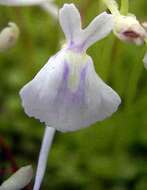 Image of Utricularia sandersonii Oliv.