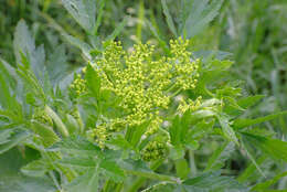 Image of wild parsnip