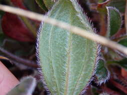 Image of Tuberaria globulariifolia (Lam.) Willk.