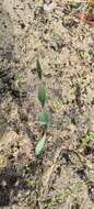 Imagem de Gladiolus caryophyllaceus (Burm. fil.) Poir.