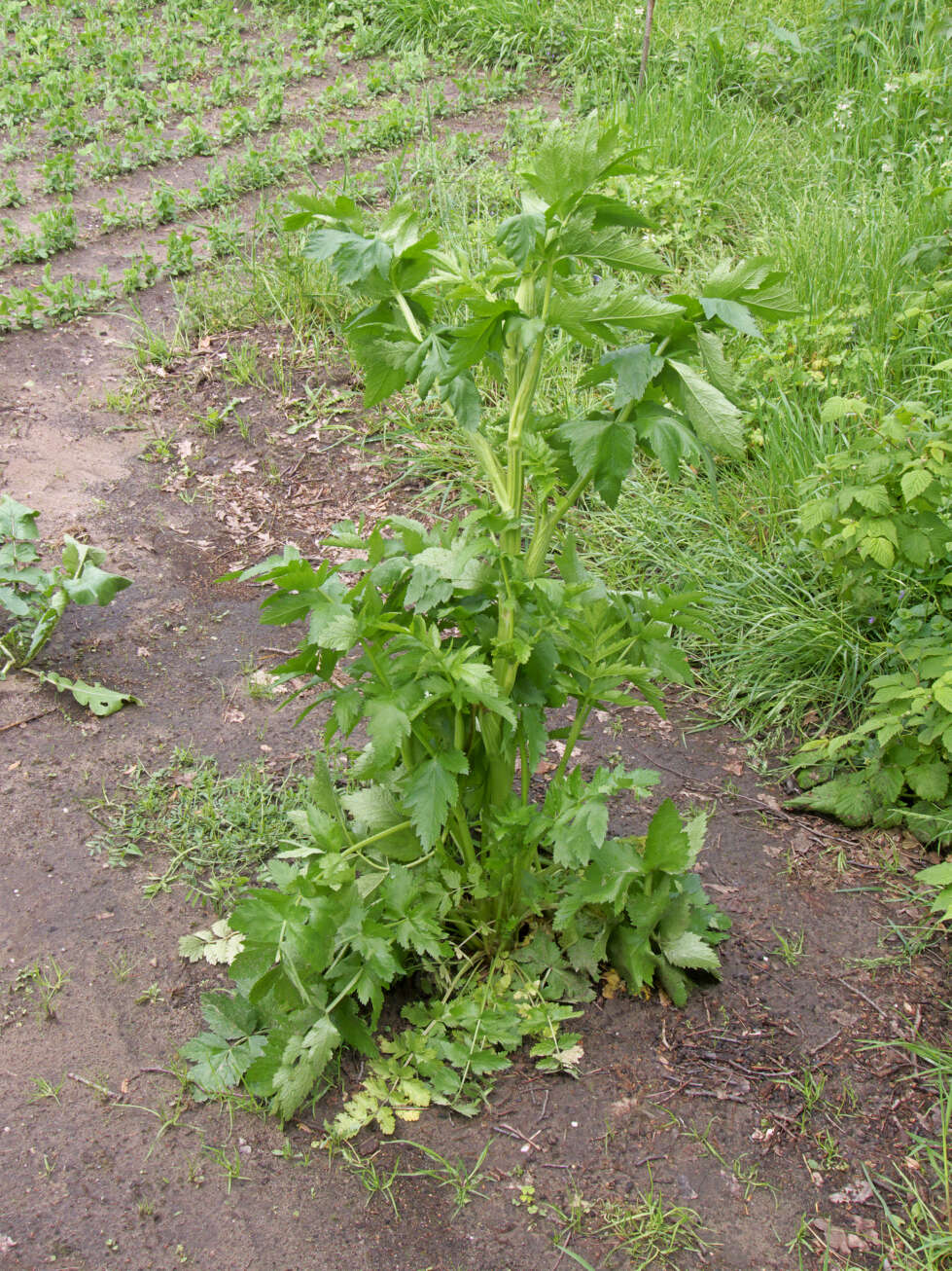 Image of wild parsnip