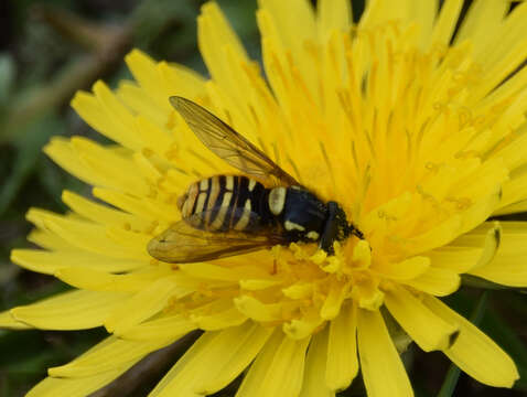 Plancia ëd Chrysotoxum arcuatum (Linnaeus 1758)