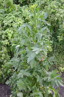 Image of wild parsnip