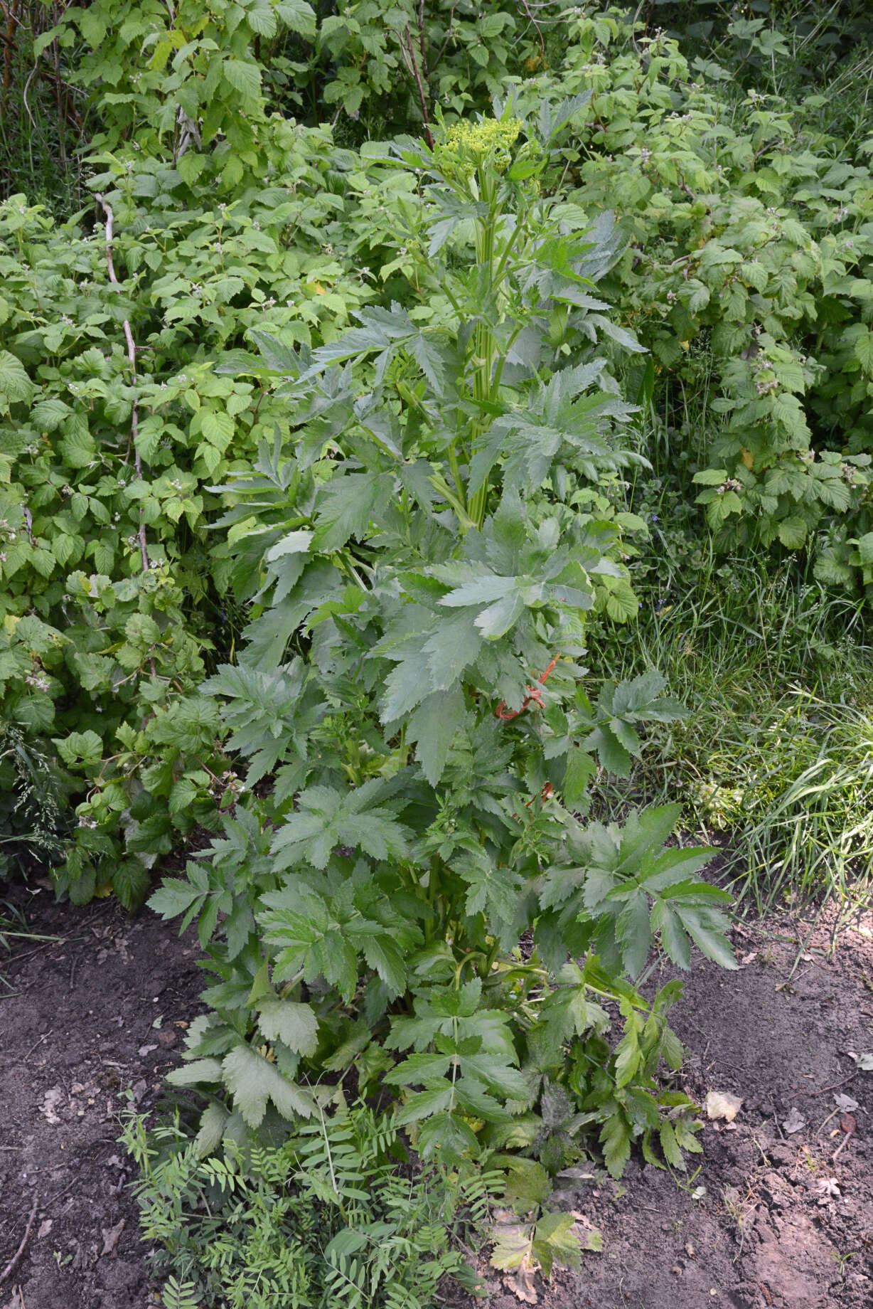 Image of wild parsnip