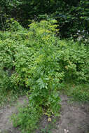 Image of wild parsnip