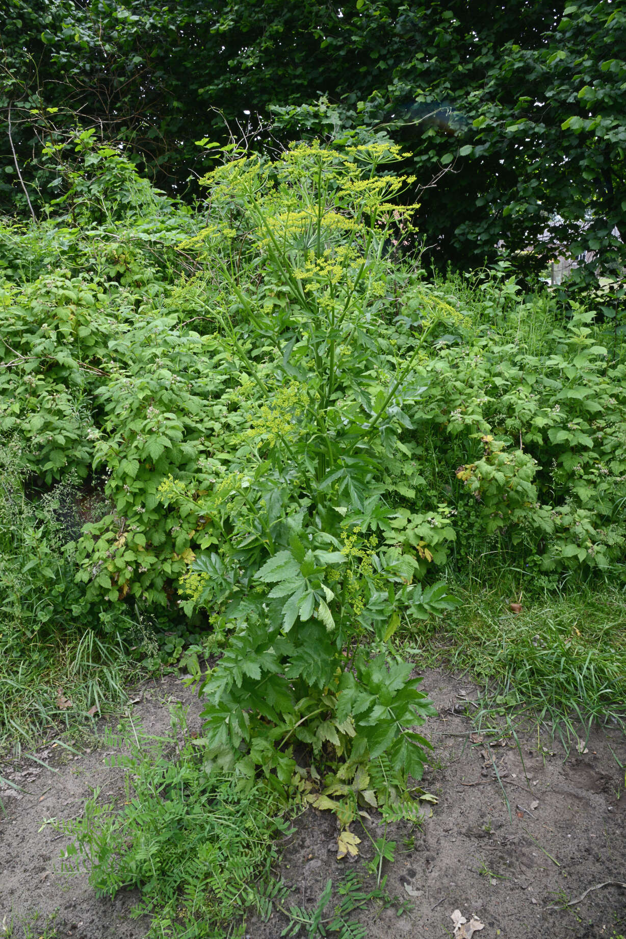 Image of wild parsnip