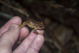 Image of Pristimantis permixtus (Lynch, Ruiz-Carranza & Ardila-Robayo 1994)