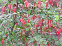 Image of fuchsiaflower gooseberry