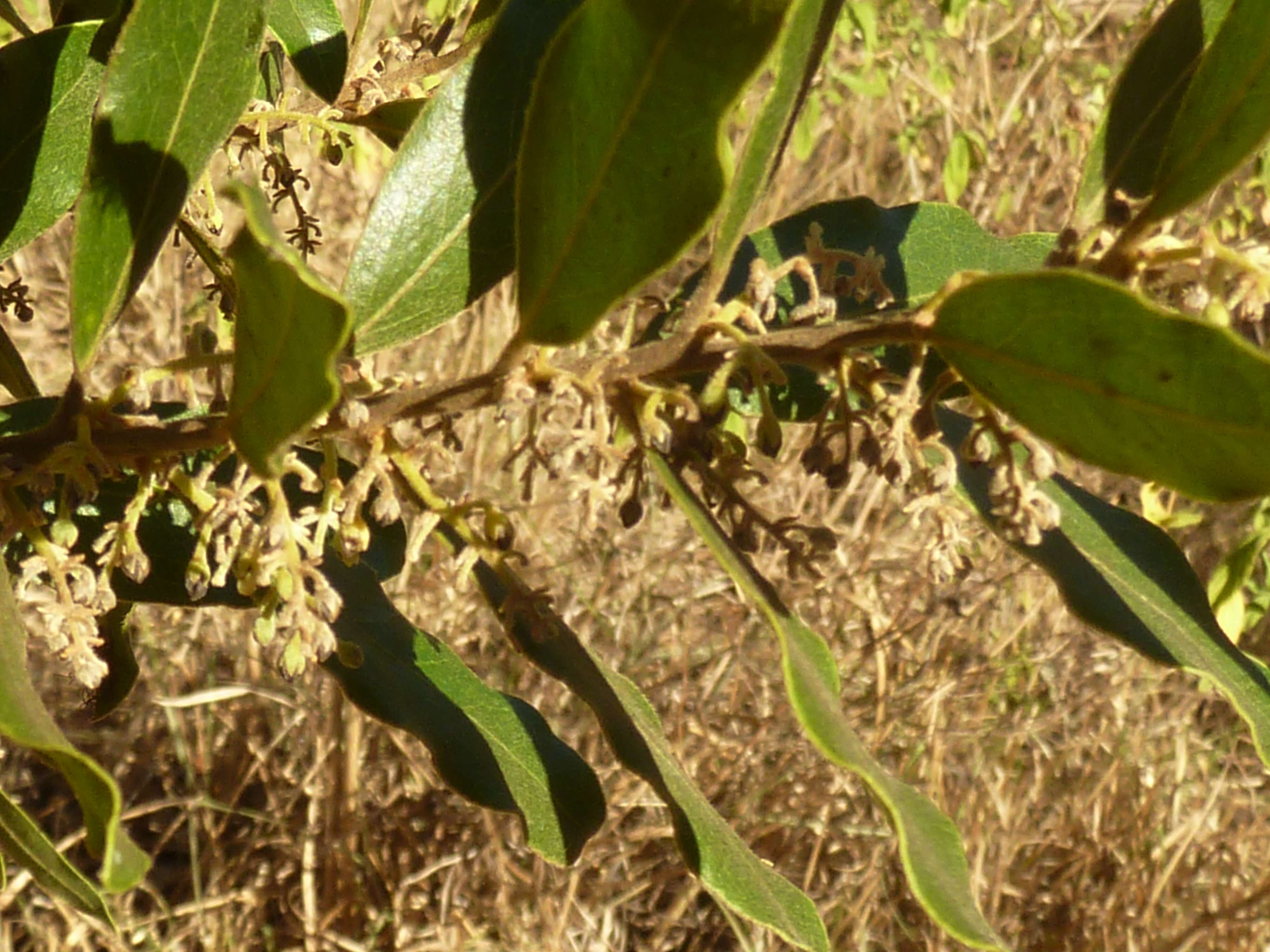 Sivun Euclea natalensis A. DC. kuva