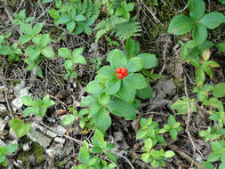 Image of bunchberry dogwood