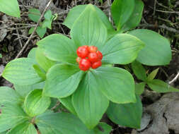 Image of bunchberry dogwood