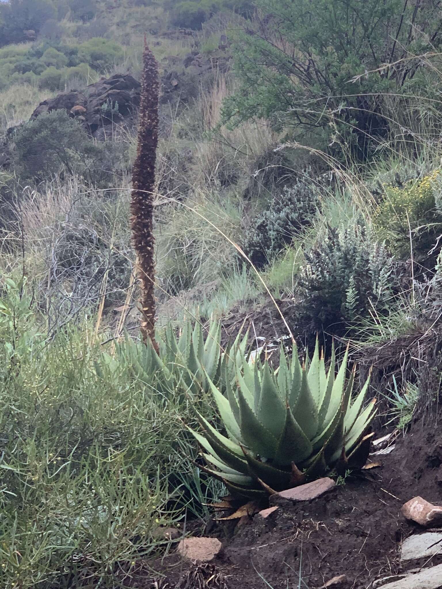 Image of Aloe broomii var. broomii