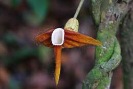 Image of Aristolochia macrocarpa Duch.