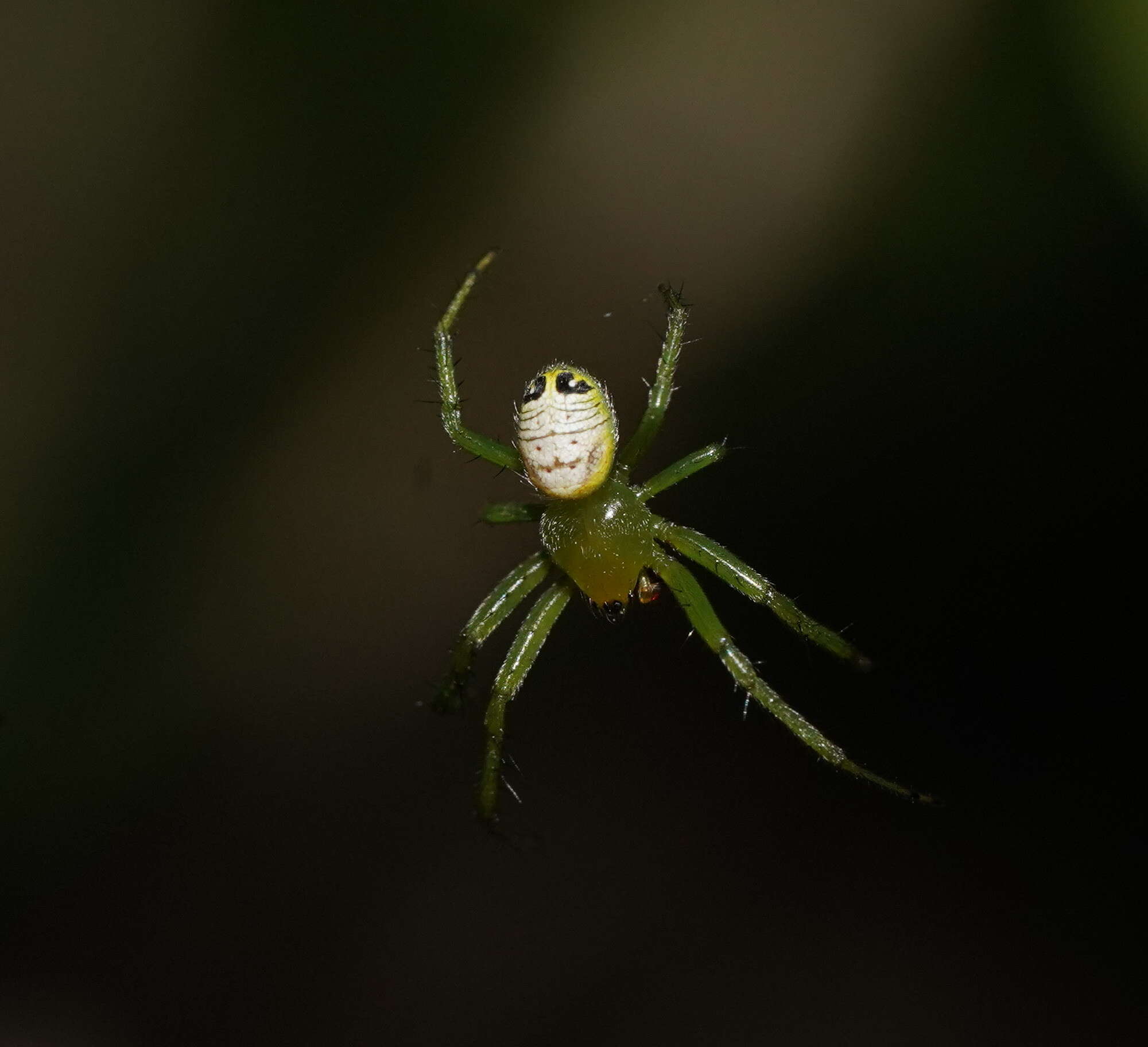 Image of Bijoaraneus praesignis (L. Koch 1872)