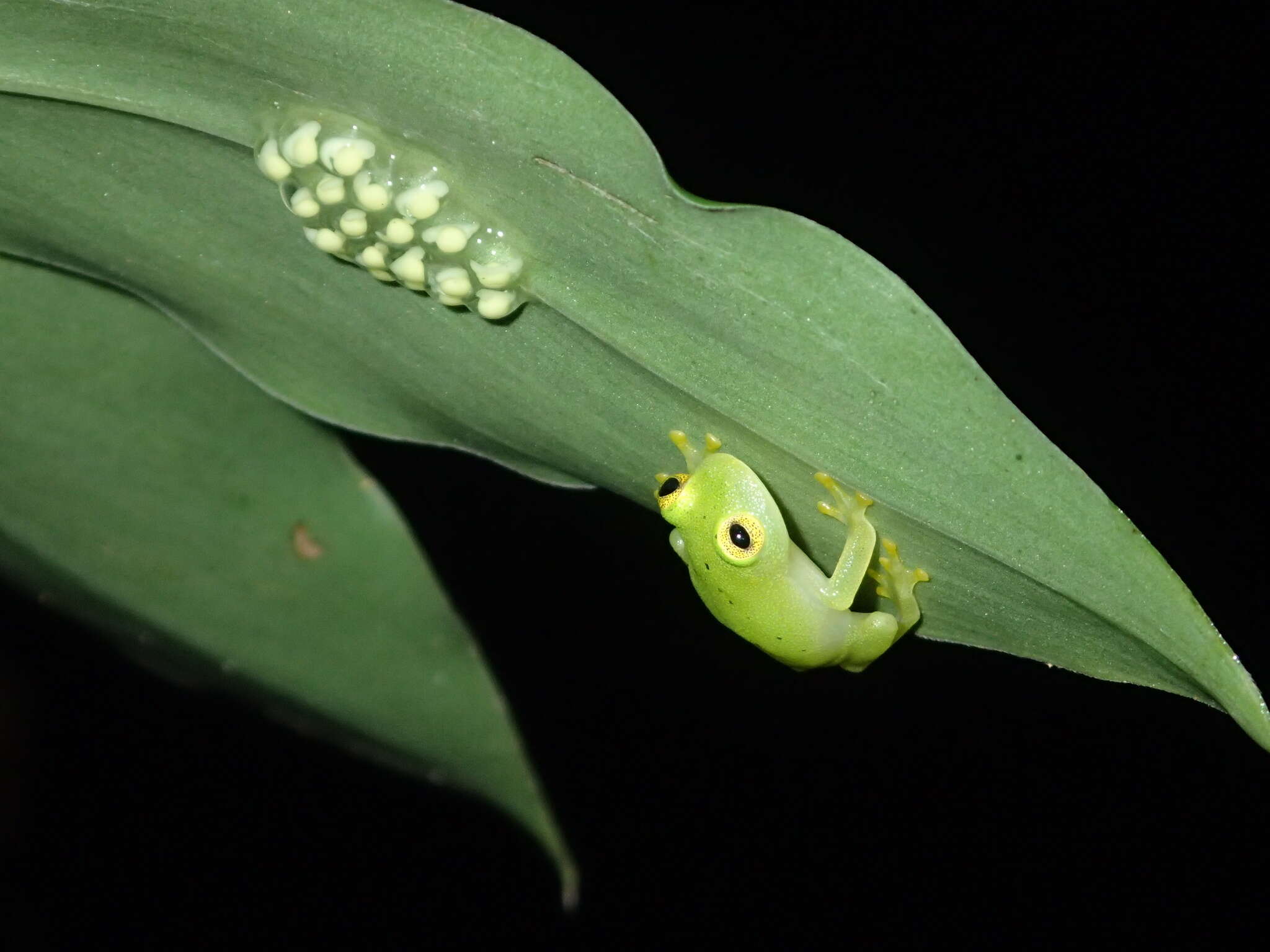 Image de Hyalinobatrachium orientale (Rivero 1968)