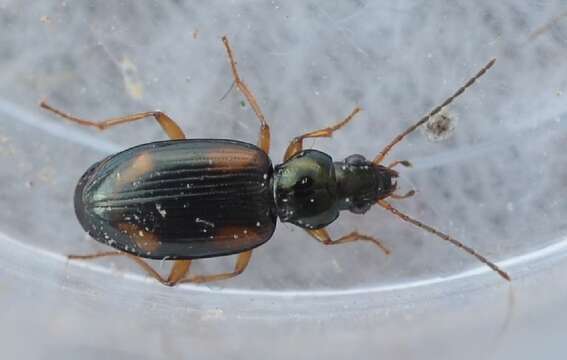 Image of Ground beetle