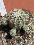 Image of Gymnocalycium bruchii (Speg.) Hosseus