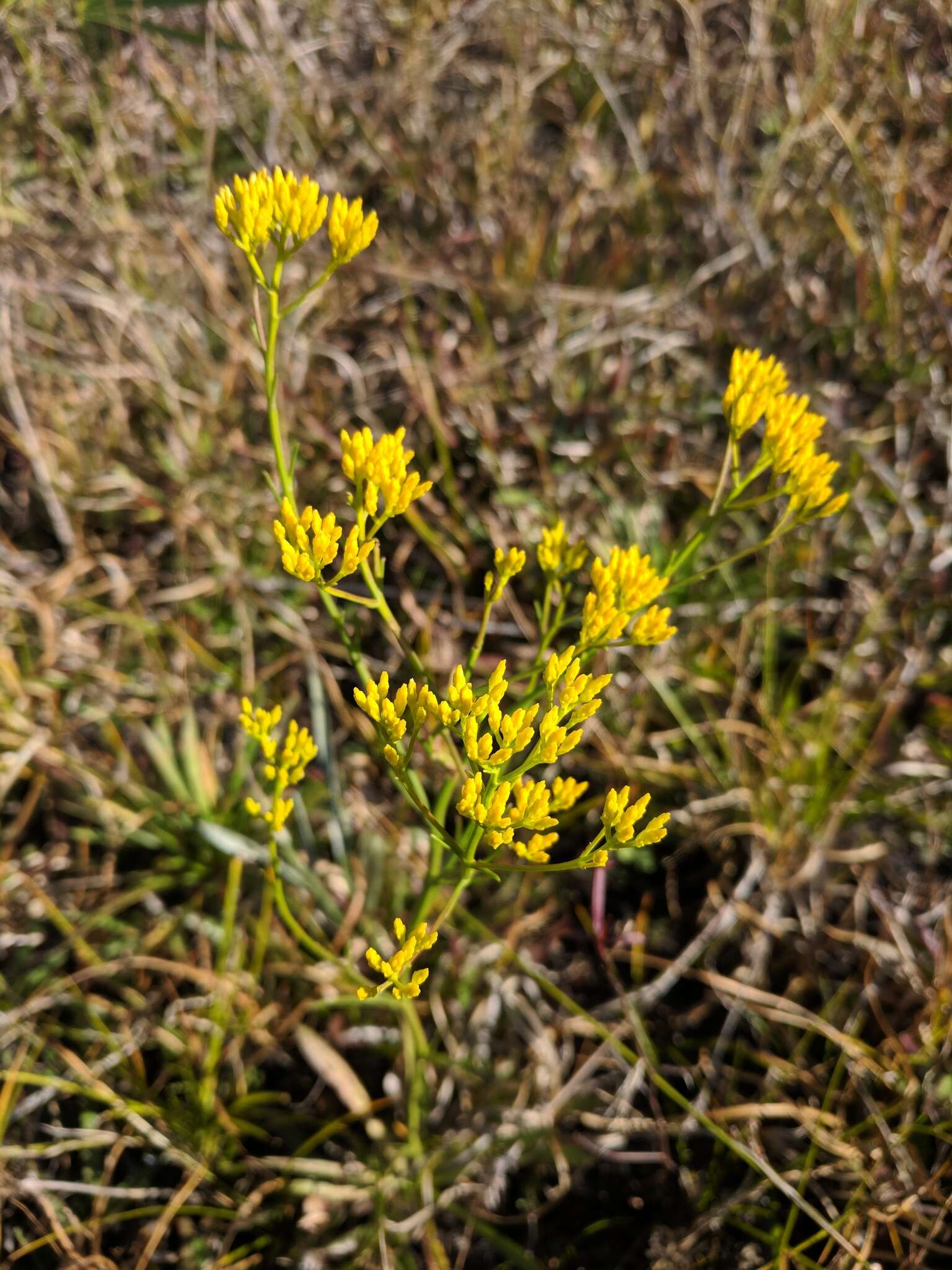 Sivun Bigelowia nudata (Michx.) DC. kuva