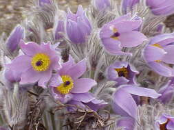 Image of Greater Pasque Flower