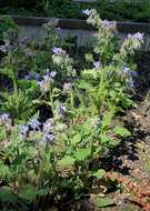 Image of borage