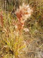 Image de Andropogon eremicus