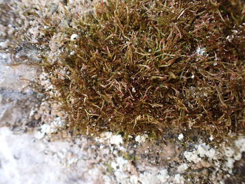 Image of intricate orthothecium moss