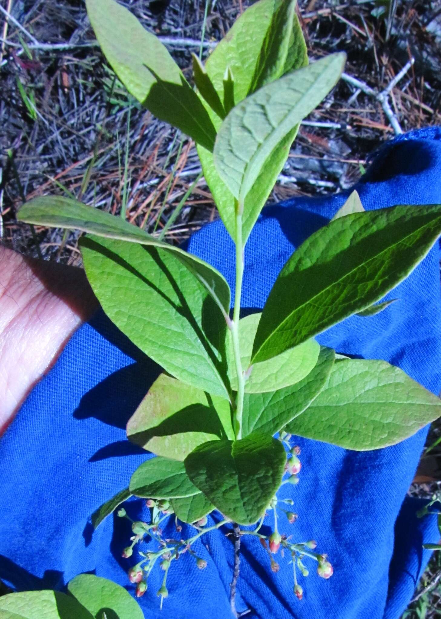 Image of blue huckleberry