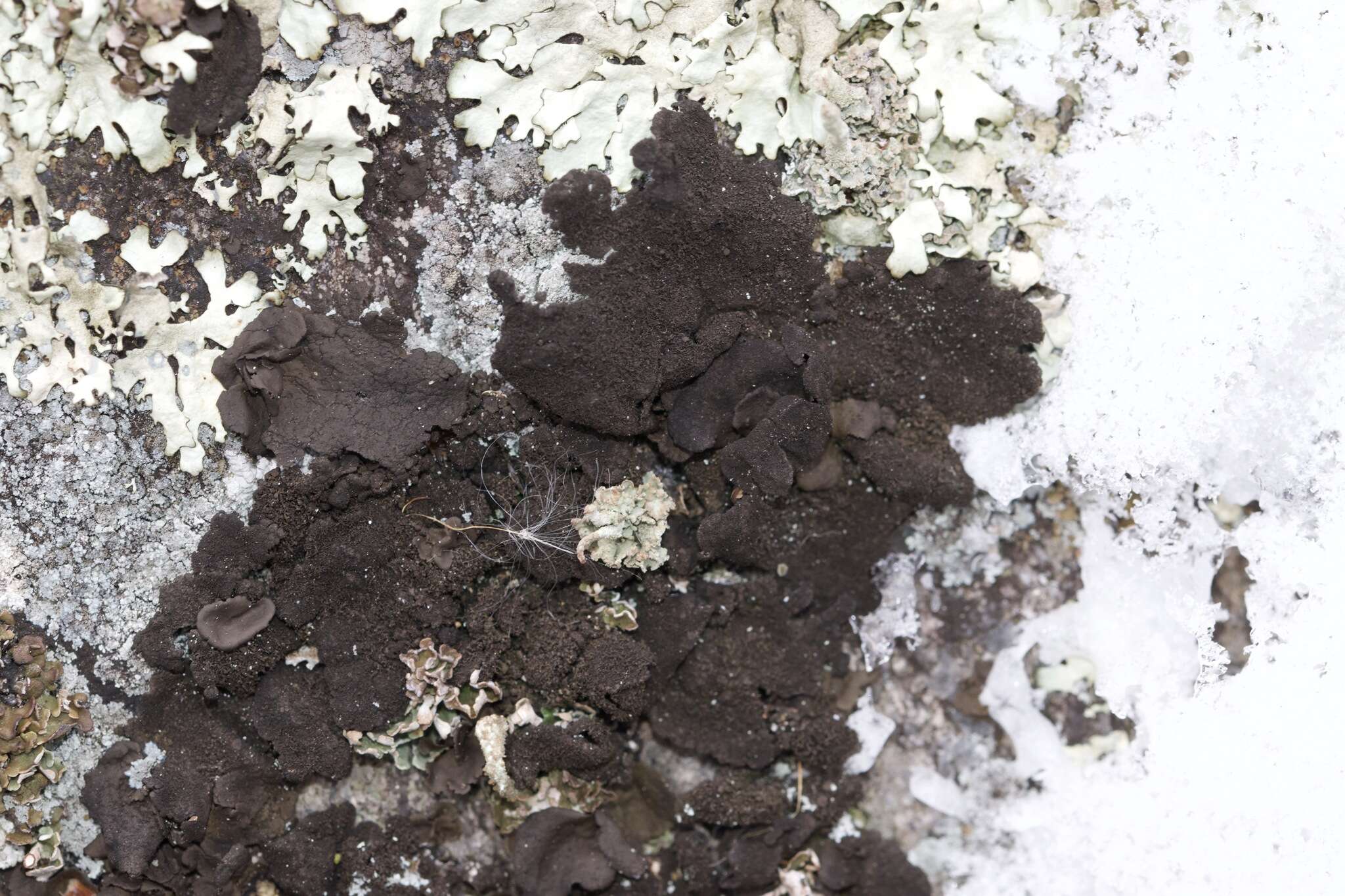 Image of Peppered rock tripe lichen