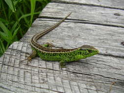 Image of Sand Lizard