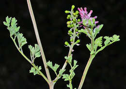 Imagem de Fumaria bracteosa Pomel