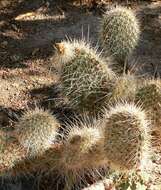 Image of Panhandle Prickly-pear