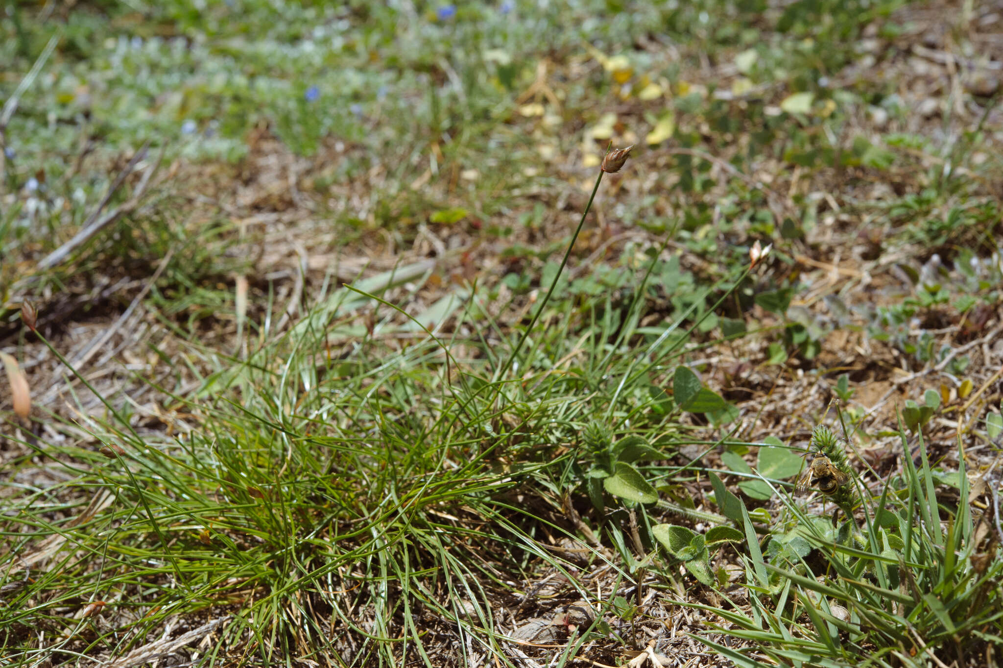 Image of Flat-Spike Sedge