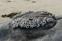 Image of barnacles