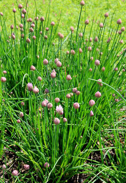 Image of wild chives