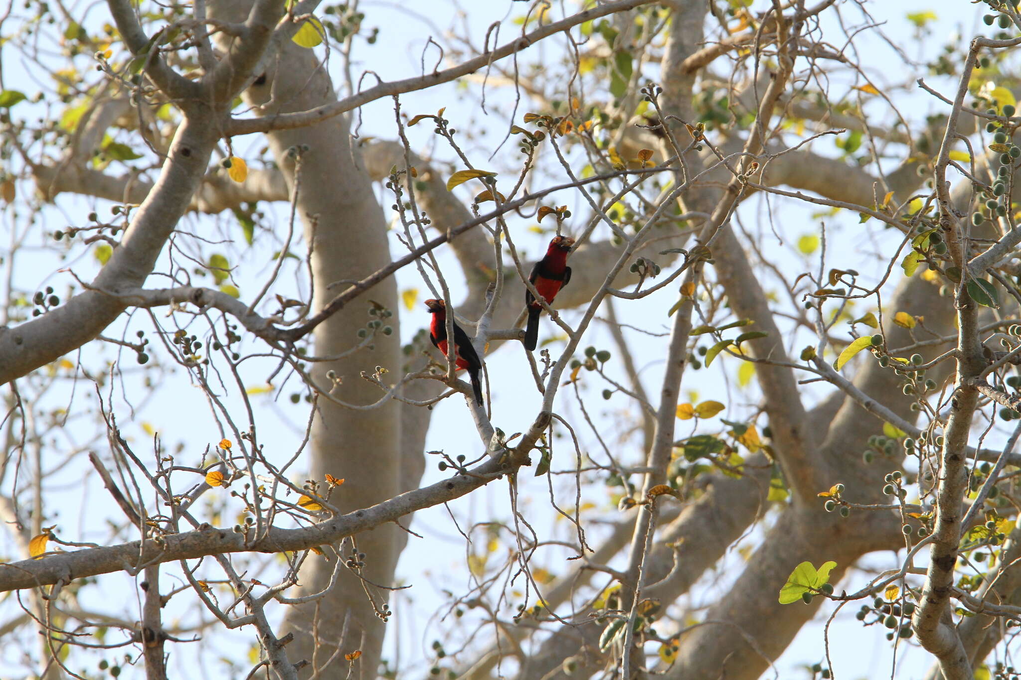 Image of Bearded Barbet