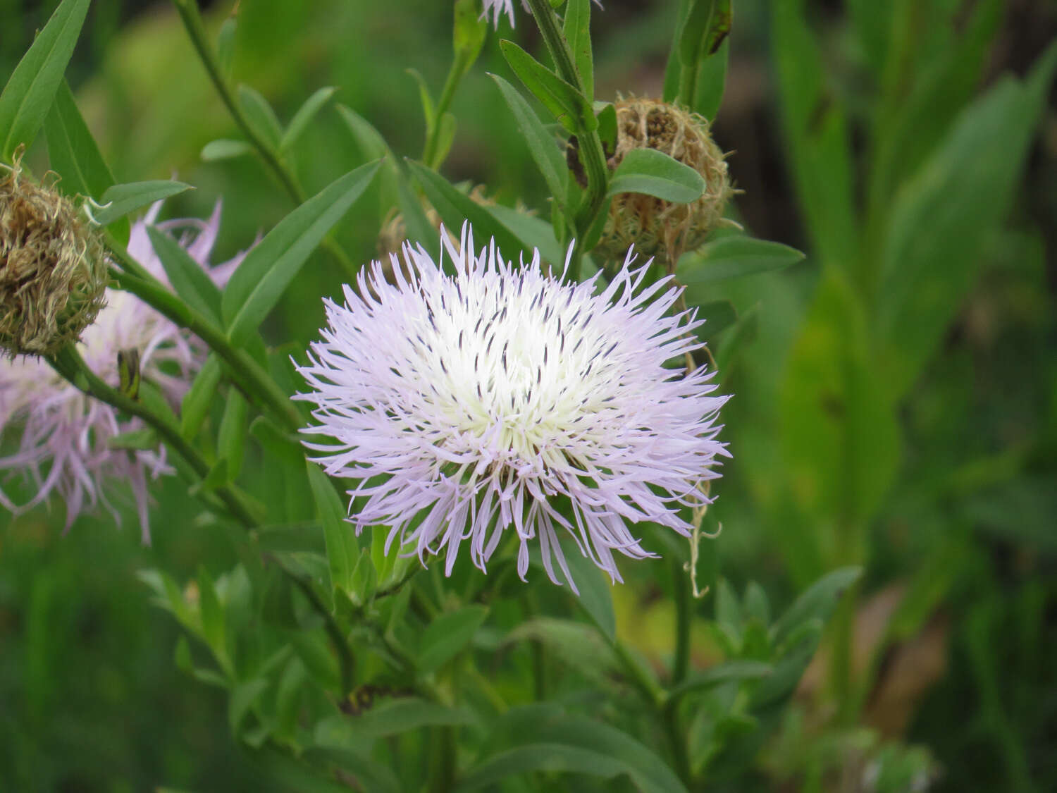 Image of Centaurea americana