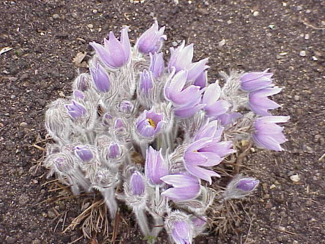 Image of Greater Pasque Flower