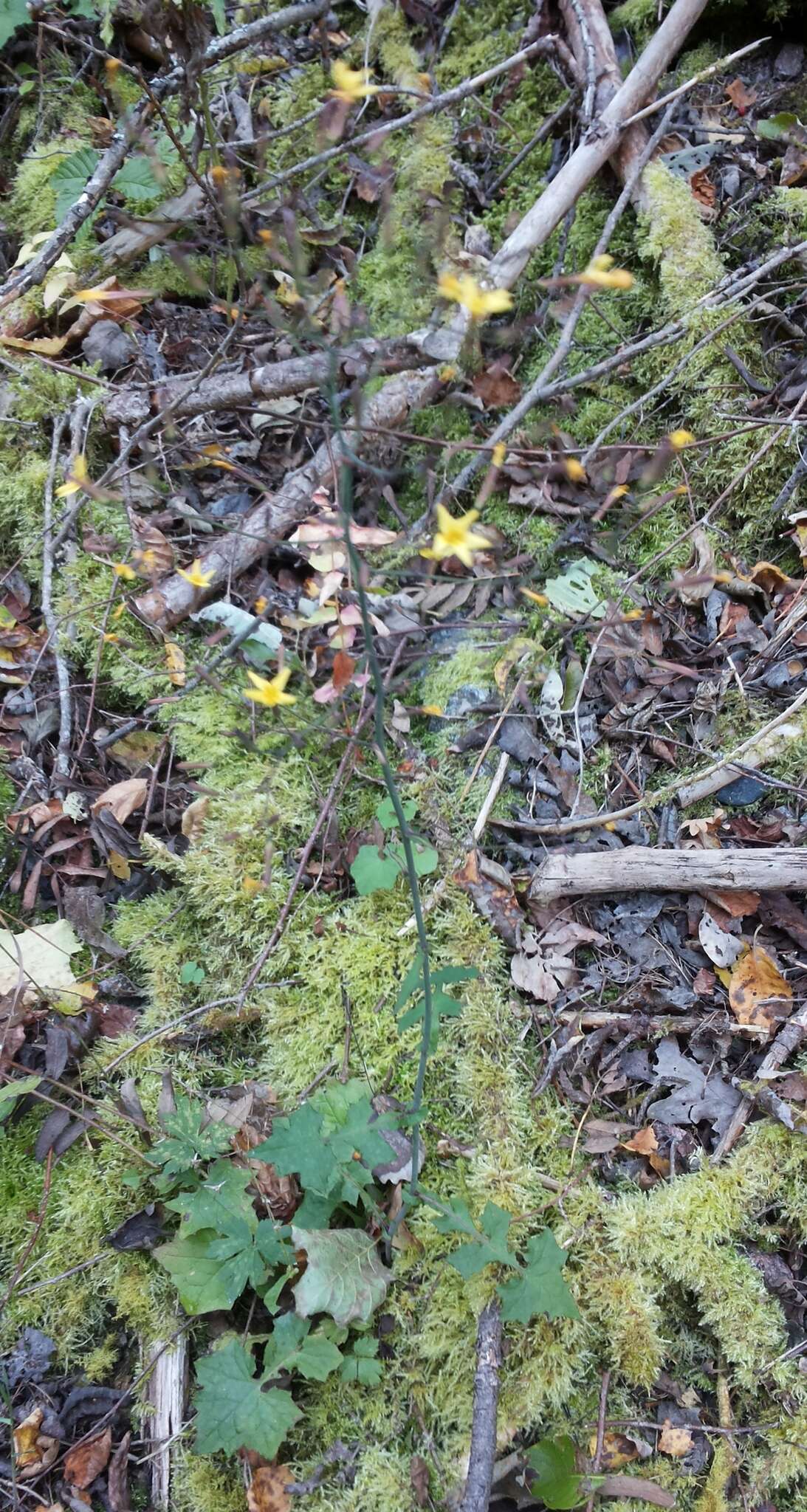 Image of few-leaved hawkweed